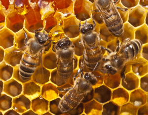 honey bee in hive