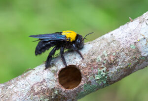 carpenter bee in tree